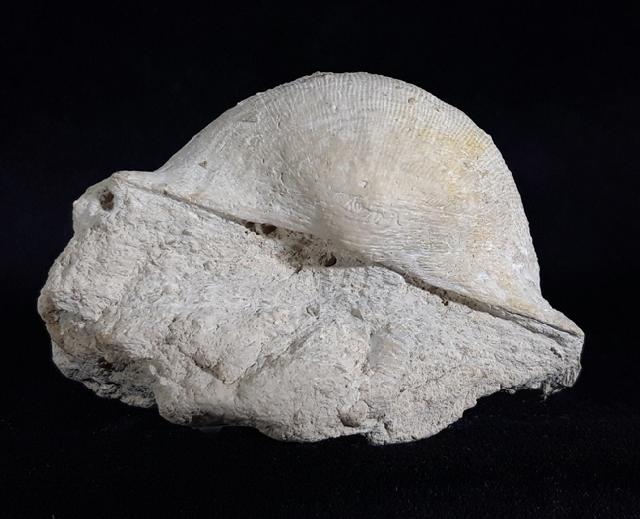 Gigantoproductus giganteus (MARTIN 1809) - Bild © FossNet FossilienStore